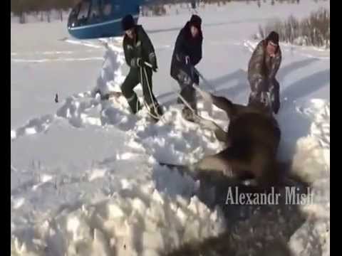 Видео: Разлика между комуникацията между животни и хора