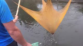 Fishing Trach fish fast flowing water How to Catch Trach Fish Simple ?? - go fishing