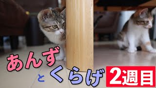 【猫】あんずとくらげの2週間目！そろそろ家に慣れてきた？