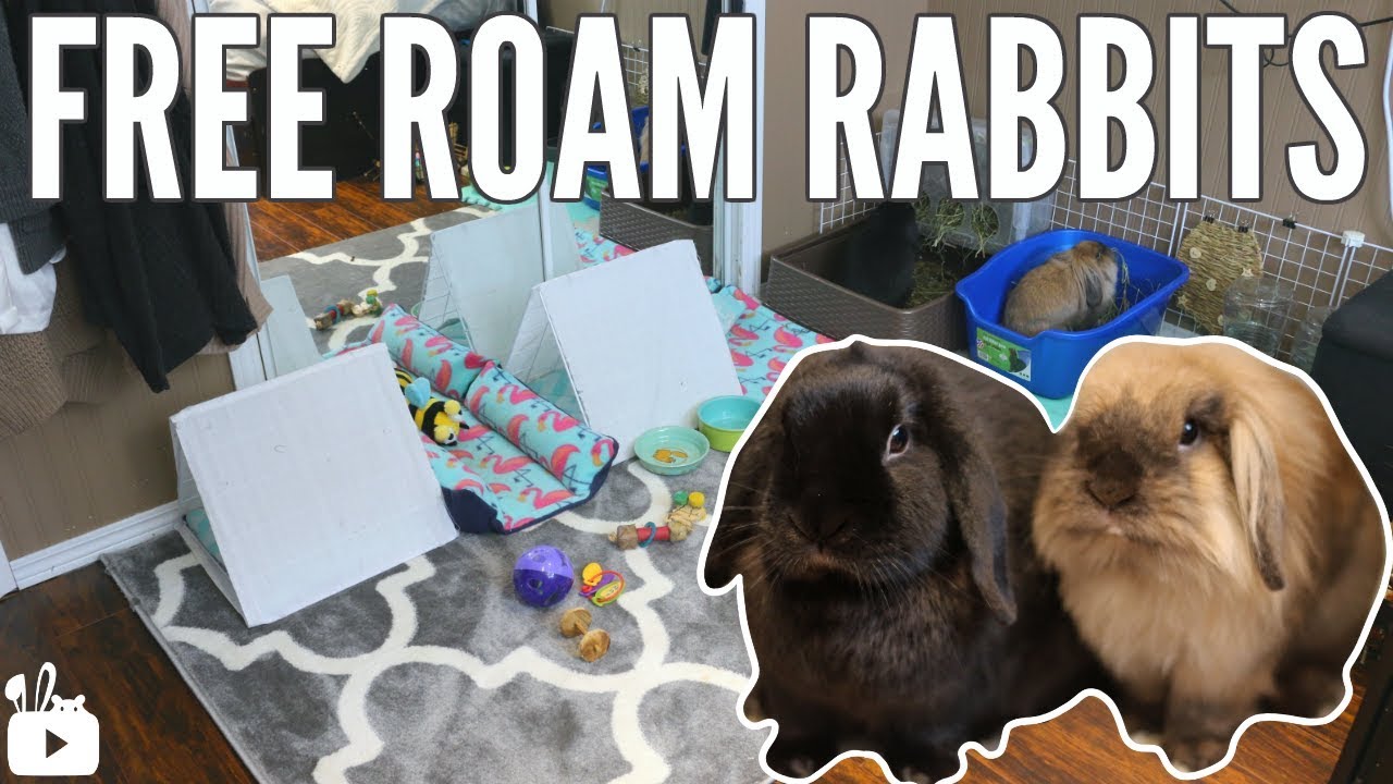 Why my rabbits DON'T live in a cage YouTube