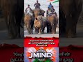 5 Elephants Form “King’s Circle” to Guide Rhino Back to Forest | Jaldapara Viral Video #rhino #facts