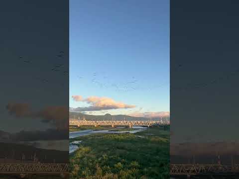 空き来る。渡り鳥、