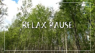 Видео с лесом, музыка. Релакс пауза #relaxing #relax #relaxpause #природа #лес