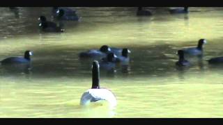 A DAY IN THE PARK WITH RC GOOSE.wmv