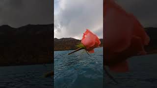 Rosa @CrisSunLife #sea #rose #fire #nature