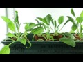 The new $3 weapon against crop disease