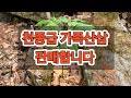 판매완료 감사드립니다 7뿌리 1세트 3뿌리 1세트 각 120만원 남아 있습니다 문의 010 2778 6685 판매완료 감사드립니다 7뿌리 1세트 3뿌리 1세트 각 120만원 남아 있습니다 문의 010 2778 6685