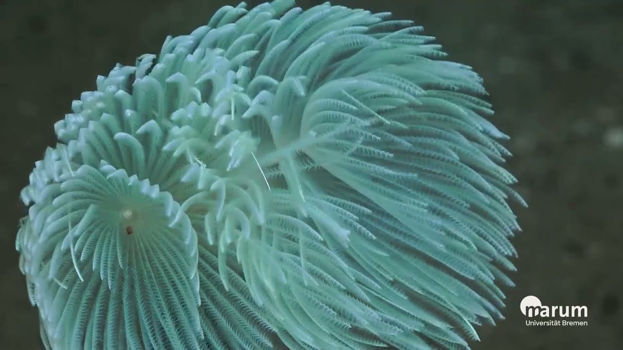 Seabed mining for phosphate? No thanks
