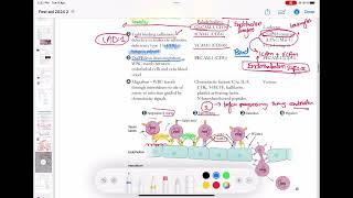 Leukocyte Extravasation ( Margination , Adhesion, Transmigration, Migration) #Pathology 31 #usmle
