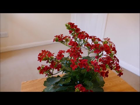 Video: Flaming Katy Kalanchoe - kā audzēt liesmojošus Keitijas augus