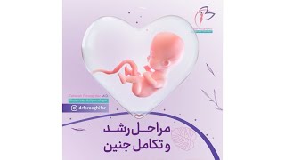 مراحل رشد و تکامل جنین