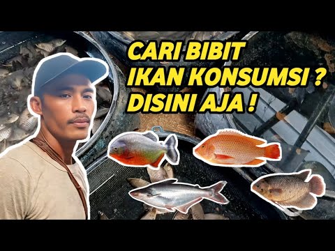 Jual Nila Gurame Dan Ikan Mas Segar