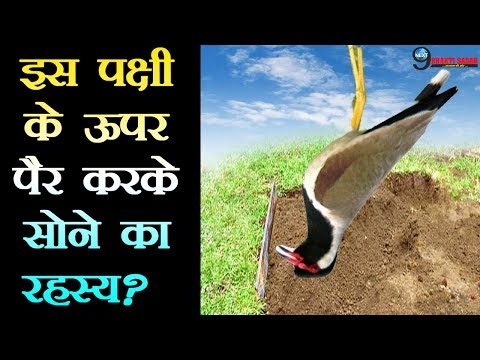 वीडियो: तुतारस कहाँ रहते हैं?