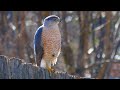 Welcome to the fascinating world of dallas city wildlife  the coopers hawk by peter pohls