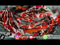 PAKET KOI LENGKAP READY BOSKU‼️ Kualitas BagUS Harga RAMAH KANTONG 🔥