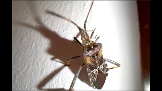 Tiny Houseguest - Capturing the first bug of the spring indoors | World of tiny animals | by Nature At My Doorstep 381 views 3 months ago 4 minutes, 21 seconds