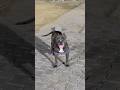 #pitbull #pets #canecorso #americanbully #puppy #love #funny