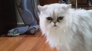 Meow Moe on X: Angry Persian Cat Meowing  #Cats #Cat #Kittens