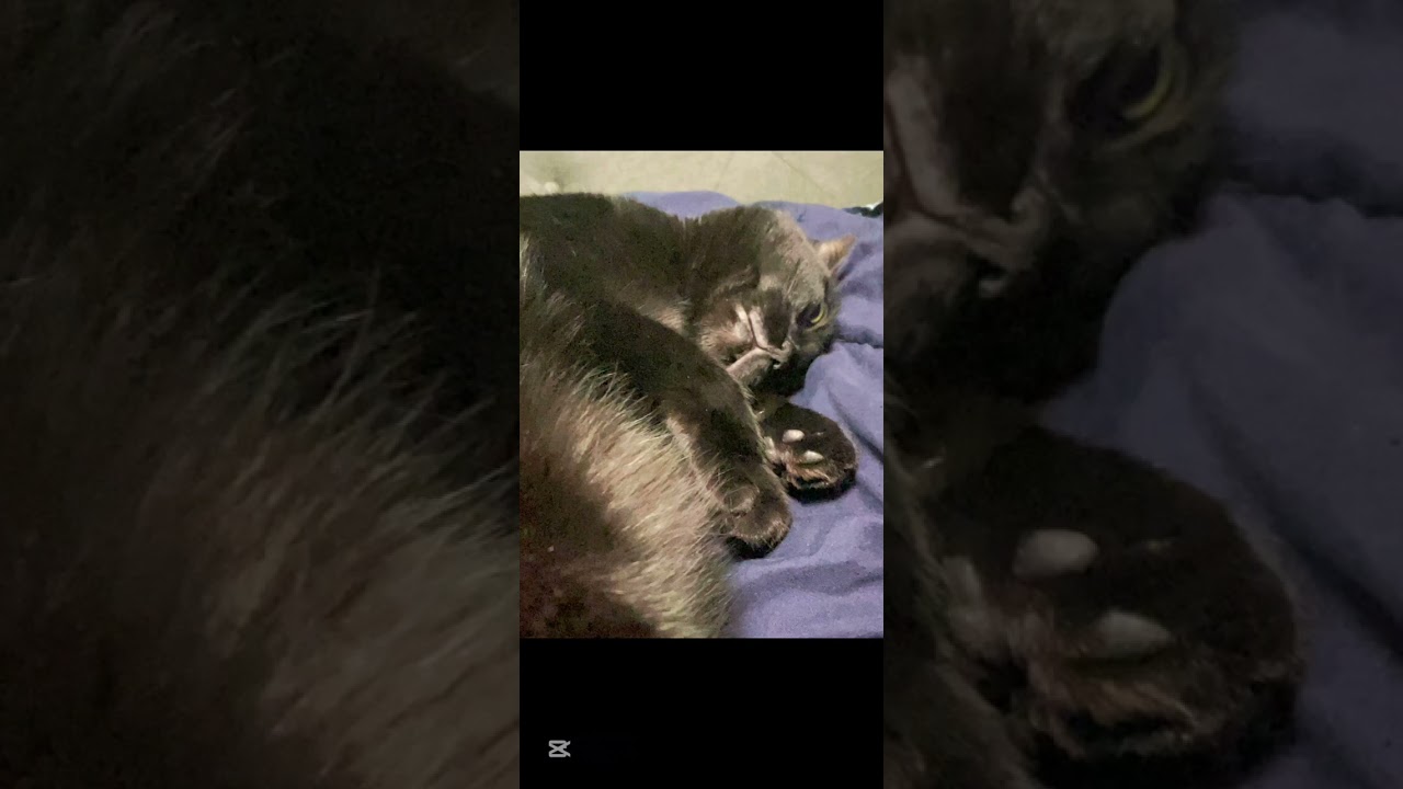 Candy cookie chocolate super slowed