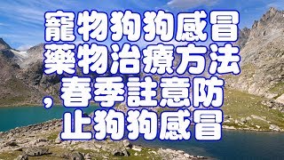 寵物狗狗感冒藥物治療方法,春季註意防止狗狗感冒 by Pets TV 732 views 6 years ago 7 minutes, 27 seconds