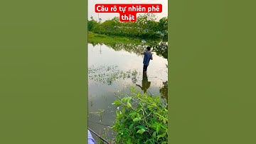 Câu rô phi tự nhiên bằng mồi giun là đầy nồi nhé anh em #fishing #cauca #fish #câucá