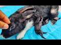 Cute bunnies  baby rabbits feeding milk  dodo hoss