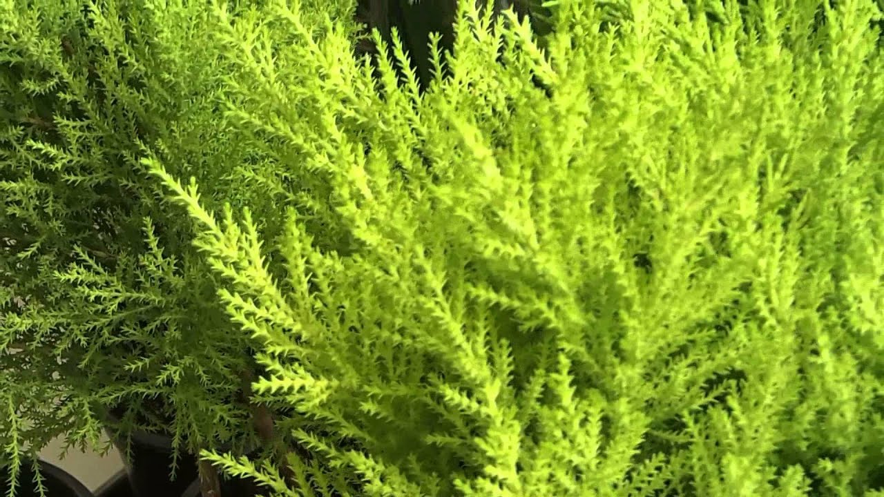 Cupressus Goldcrest Cupressus Goldcrest
