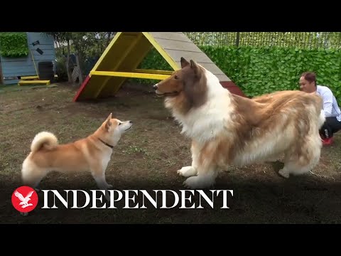 Japanese man who transformed himself into dog meets actual one