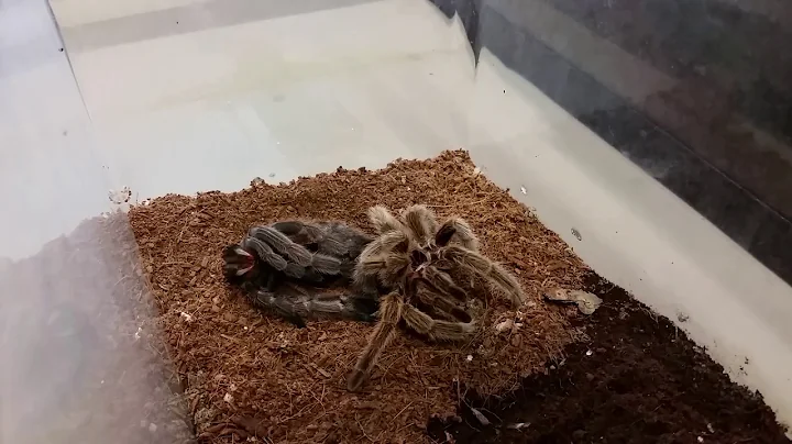 Tarantula Molting