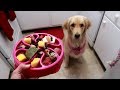 The Hardest Part About My Service Dog’s Raw Diet 😫 (7/28/17)