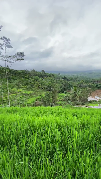 Relaksasi Suling Sunda,, Indahnya Alam Pedesaan Indonesiaku