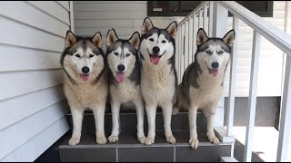 Our 4 Siberian Huskies Reaction To Our New House Naughty Husky Drinks From The Toilet