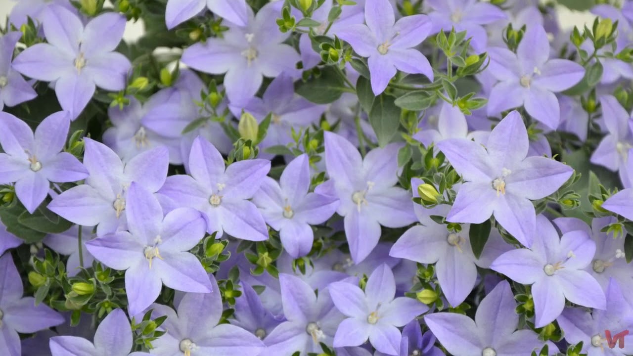 кампанула Campanula Portenslagiana - кампанула Портеншлага "get me blue" - Land