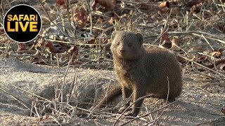 safariLIVE - Sunrise Safari - October 08, 2019