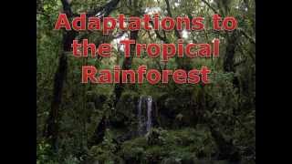 Rainforest Adaptations - YouTube