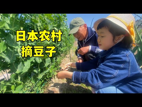 生活在日本農村：日本爺爺帶孫女田間摘豌豆，祖孫太有愛了！