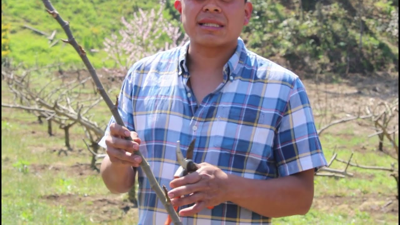 Poda en cultivo de higo