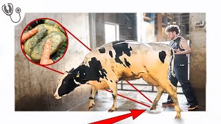 DEVASTATED!!! I don't think I can help this cow's painful foot.