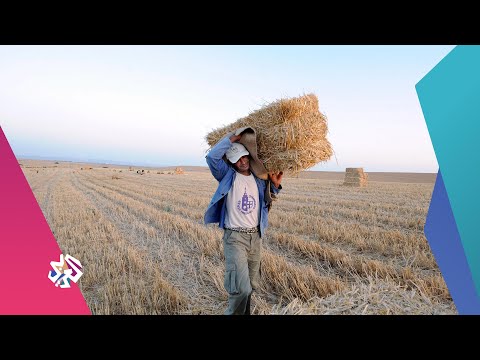 تونس صعوبات تحدق بالمزارعين في موسم الحصاد شبابيك