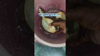 original Shankh original 🐚 JPM seashell kanyakumari India 🇮🇳