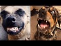Как живут собаки в Tik Tok? Смешные моменты с собаками со всего мира! Подборка #001