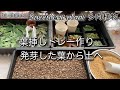 138{多肉植物} 葉挿しトレー作り💚多肉事で、もいだ葉は発芽したものから土の入ったトレーへ移動しますSucculent