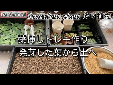 138 多肉植物 葉挿しトレー作り 多肉事で もいだ葉は発芽したものから土の入ったトレーへ移動しますsucculent Youtube