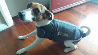 5 December 2023 overexcited buddy wears thundershirt