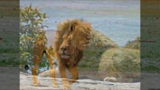 Shks New Photos Viedo Slideshow 2016 Part 34 By Lion