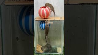 Best Mouse Trap Idea/Good Rat Trap At Home #Rat #Mousetrap #Mousetrap2022