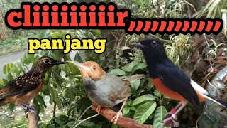 prenjak cemplir cliiiiiir panjang berjeda cocok buat masteran murai