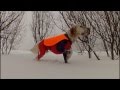 English setter iceland