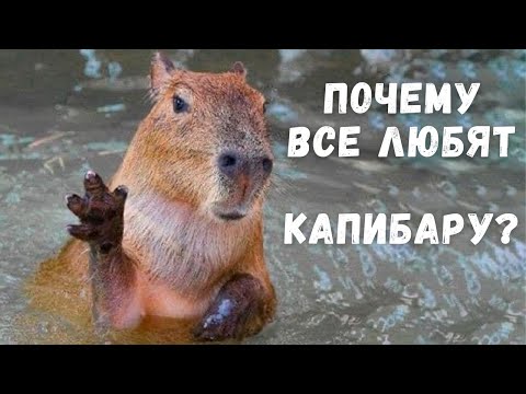 Почему все любят капибару?