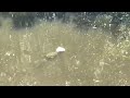 Turtles Eating Pizza